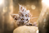 Bridgets Kittens-4