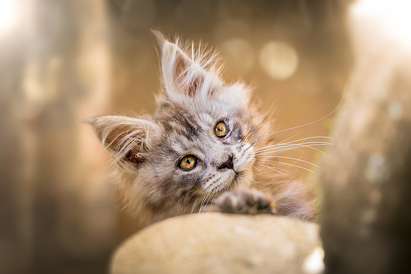 Bridgets Kittens-4