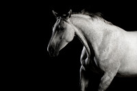 grey horse high contrast