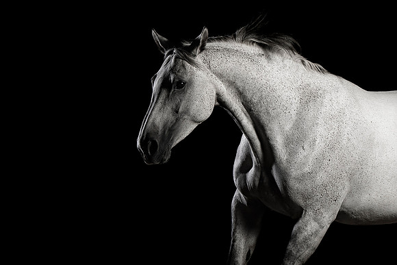 grey horse high contrast