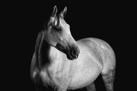 grey horse final