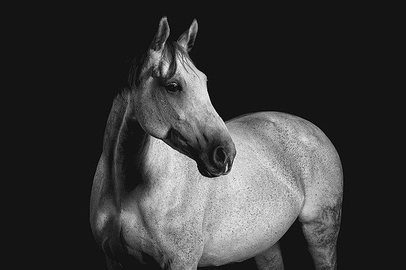 grey horse final