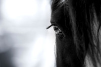 Tessa Eye1 (1 of 1)