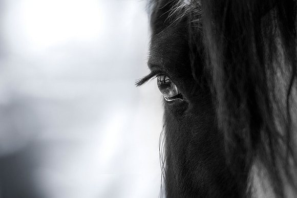 Tessa Eye1 (1 of 1)