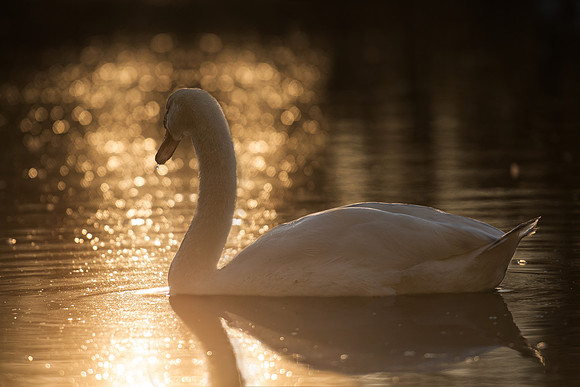 Swan (1 of 1)
