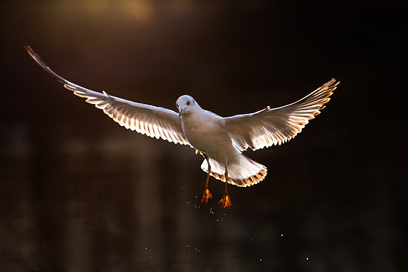 Gull (1 of 1)