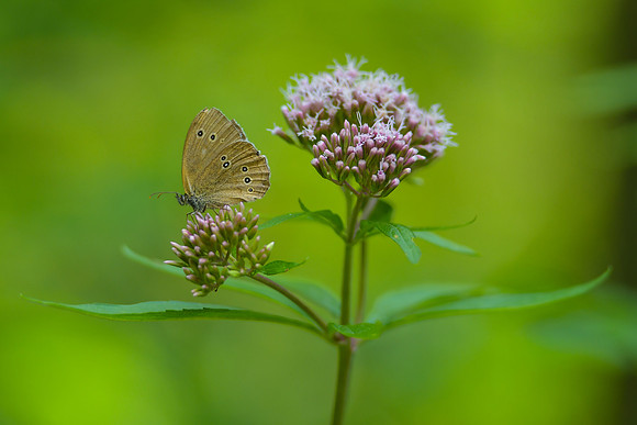 Meadow Brown (1 of 1)