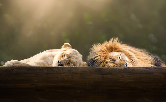 Sleeping Lions (1 of 1)