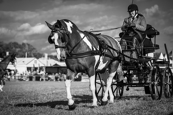 Dorset County Show 2019 (1 of 1)