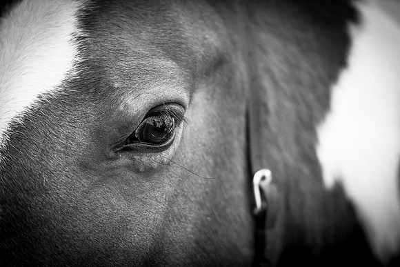 Dorset County Show 2019 (1 of 31)