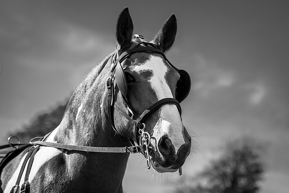 Dorset County Show 2019 (4 of 31)