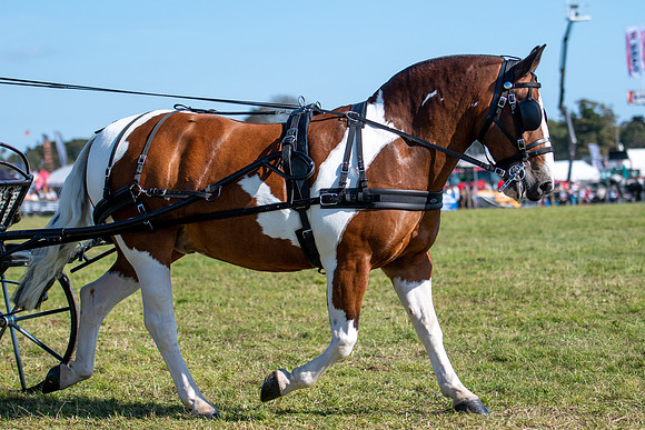 Dorset County Show 2019 (10 of 31)