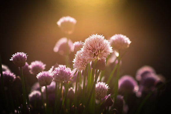 Flower Final (1 of 1)