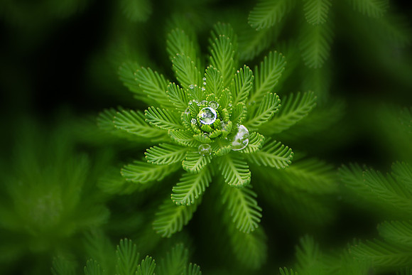 Water Drop on star leaf (1 of 1)