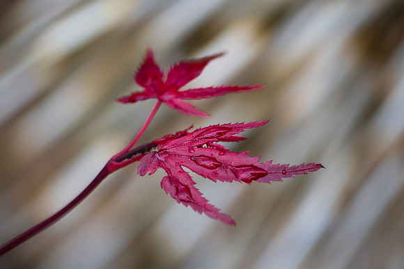 Red Leaves (1 of 1)