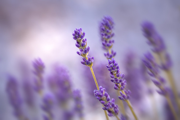 lavender (1 of 1)