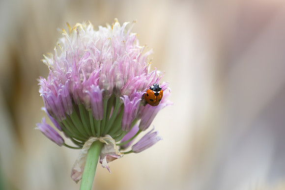 Lady Bird (1 of 1)