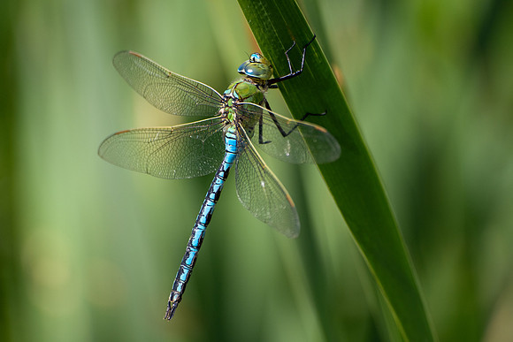 Helecopter finally lands - Dragonfly (1 of 1)