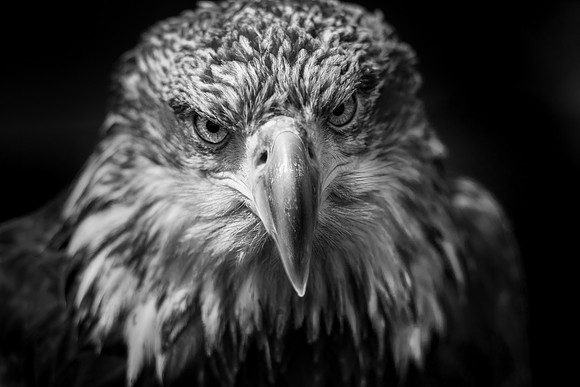 Eagle2 (1 of 1)