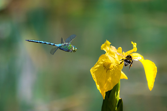 Incoming Traffic - Dragonfly (1 of 1)