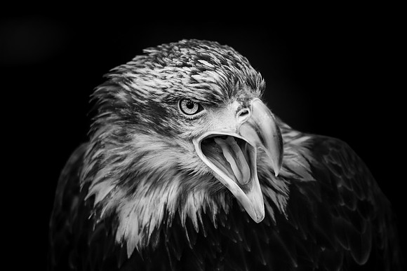 Eagle3 (1 of 1)