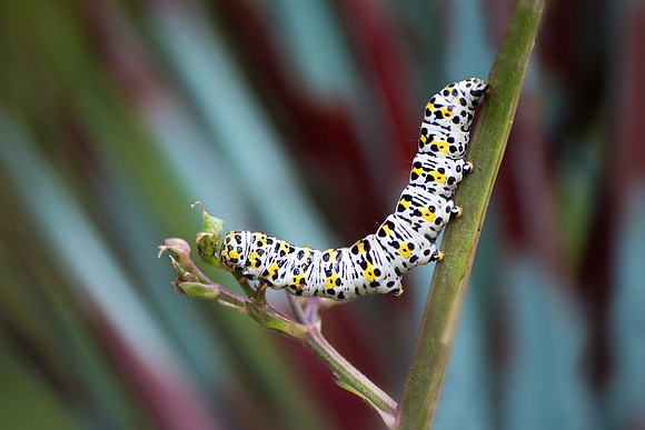 Catapillar Reds (1 of 1)