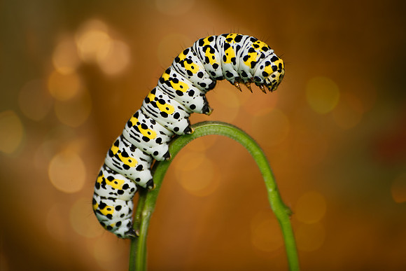 Caterpiller with Bokeh-
