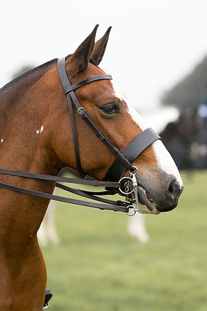 Banjo Wincanton 2021 (39 of 58)
