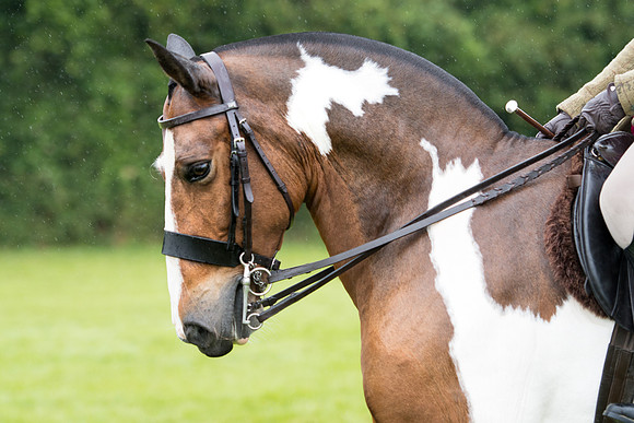 Banjo Wincanton 2021 (46 of 58)